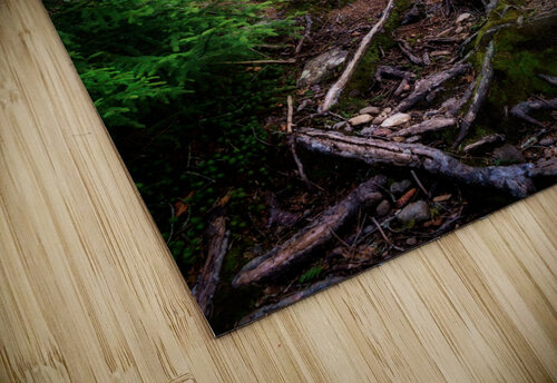 The Forest Gates Rick Berk puzzle