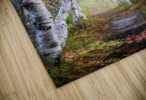 Jesup Path Rick Berk puzzle