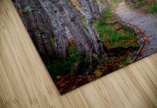 Jesup Path II Rick Berk puzzle