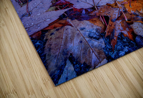 Wet Leaves Rick Berk puzzle