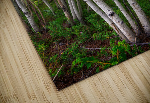 Aspens Rick Berk puzzle