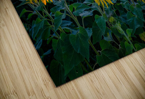 Aroostook Sunset Rick Berk puzzle