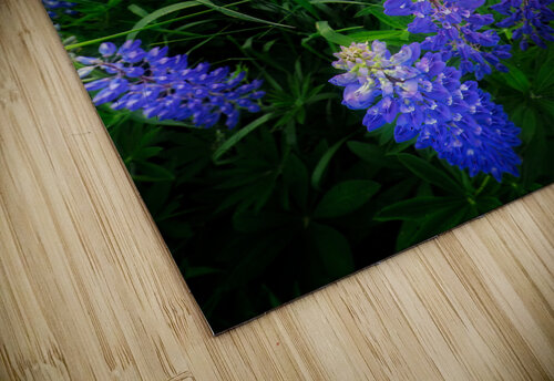 Lupines Rick Berk puzzle