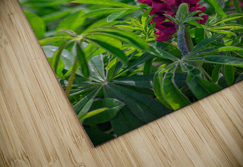 Gallery Red Lupines Rick Berk puzzle