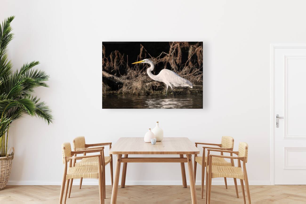 Snowy Egret Reproduction