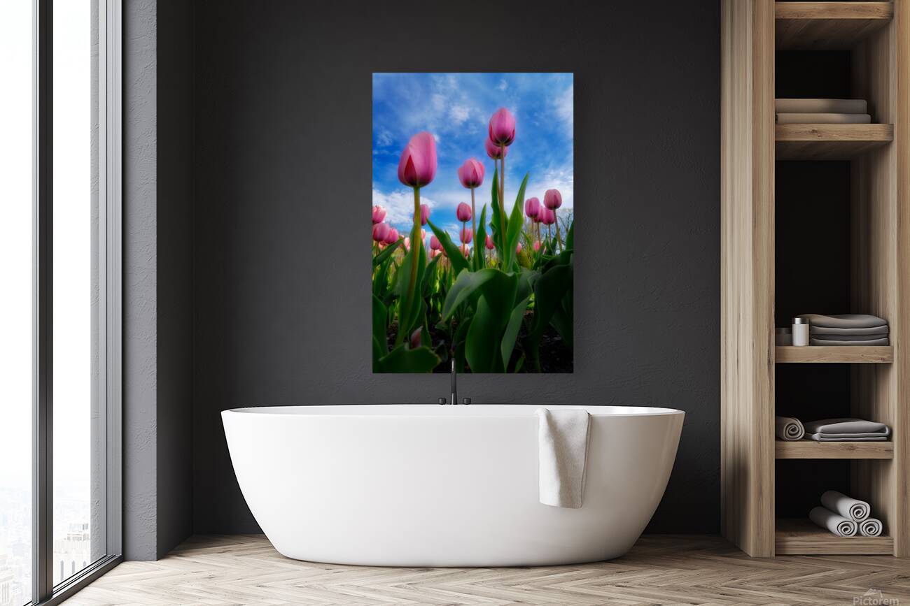 Tulip Dreams Reproduction