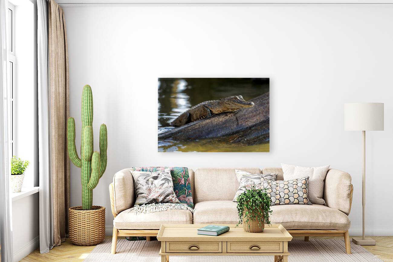American Alligator Reproduction