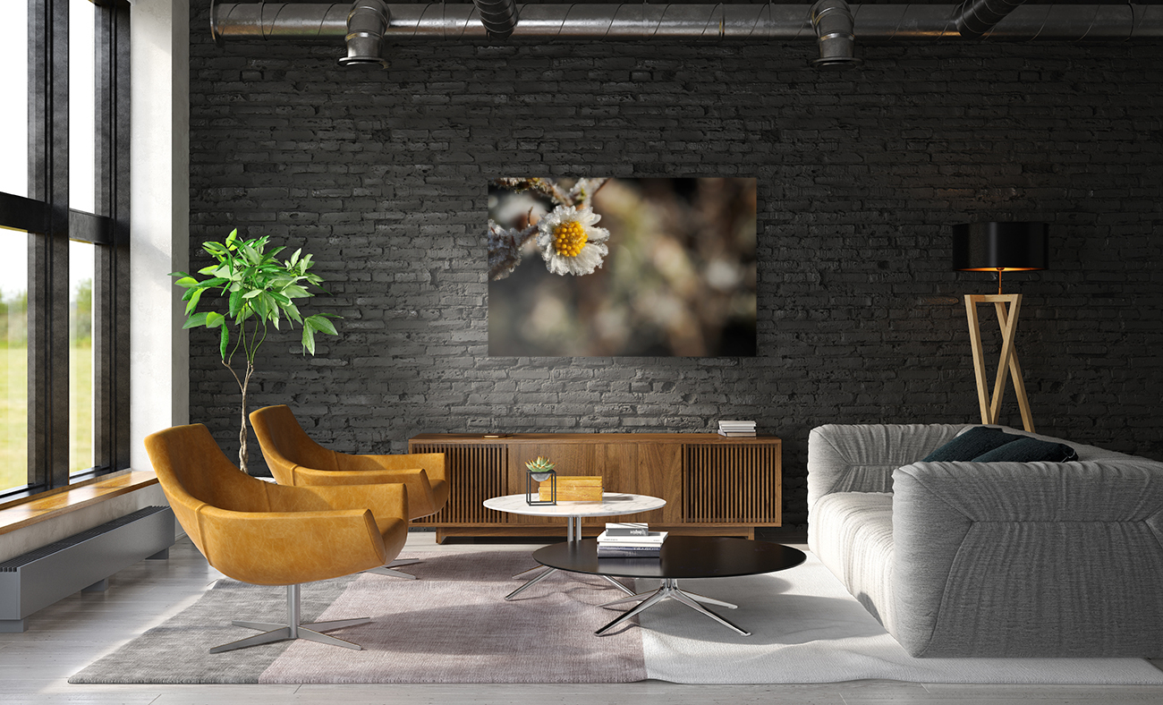Frosty Wild Aster Reproduction