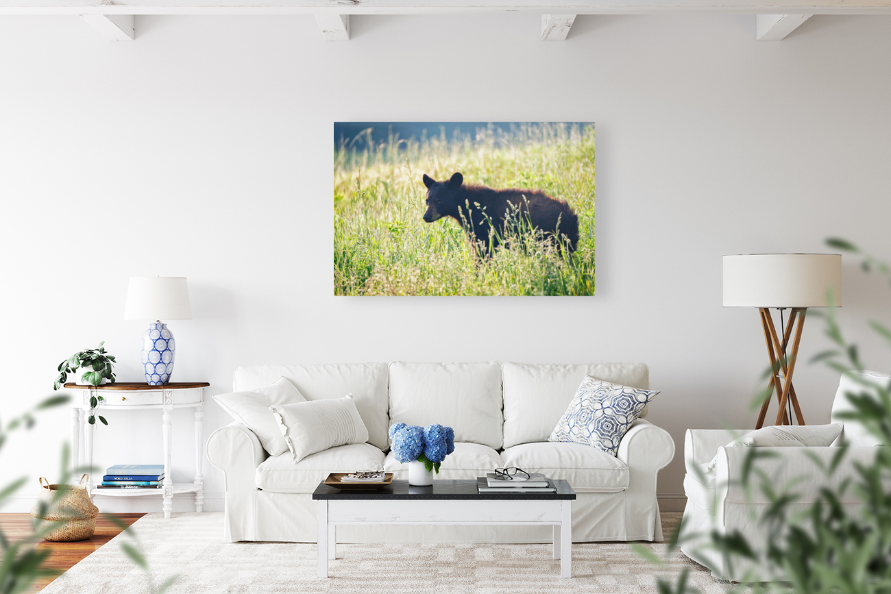 Black Bear Cub Reproduction