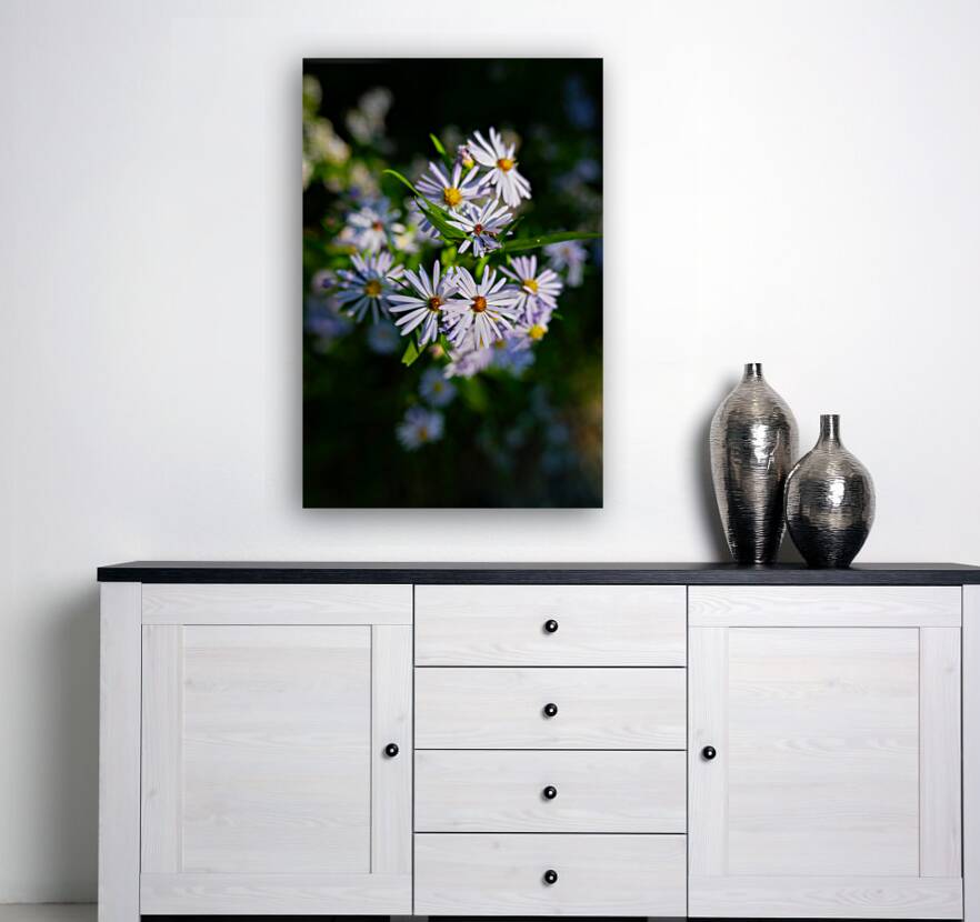 Smooth Aster Reproduction
