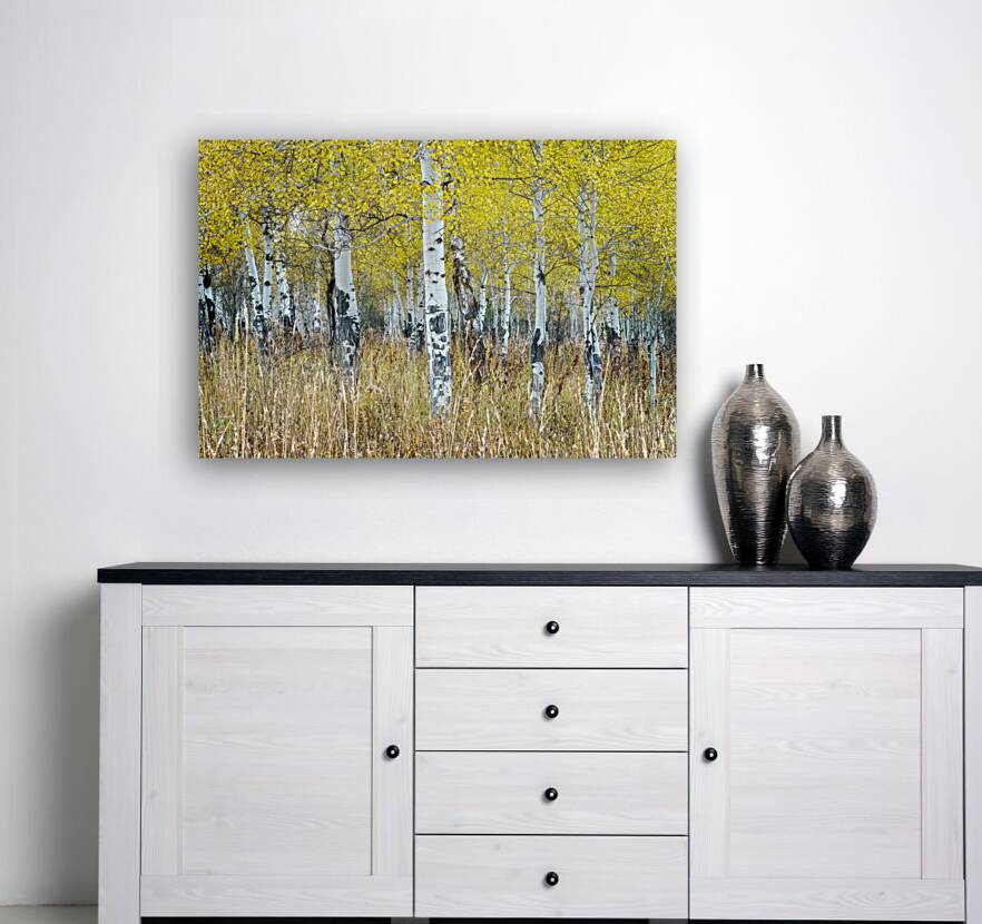 Aspens Reproduction