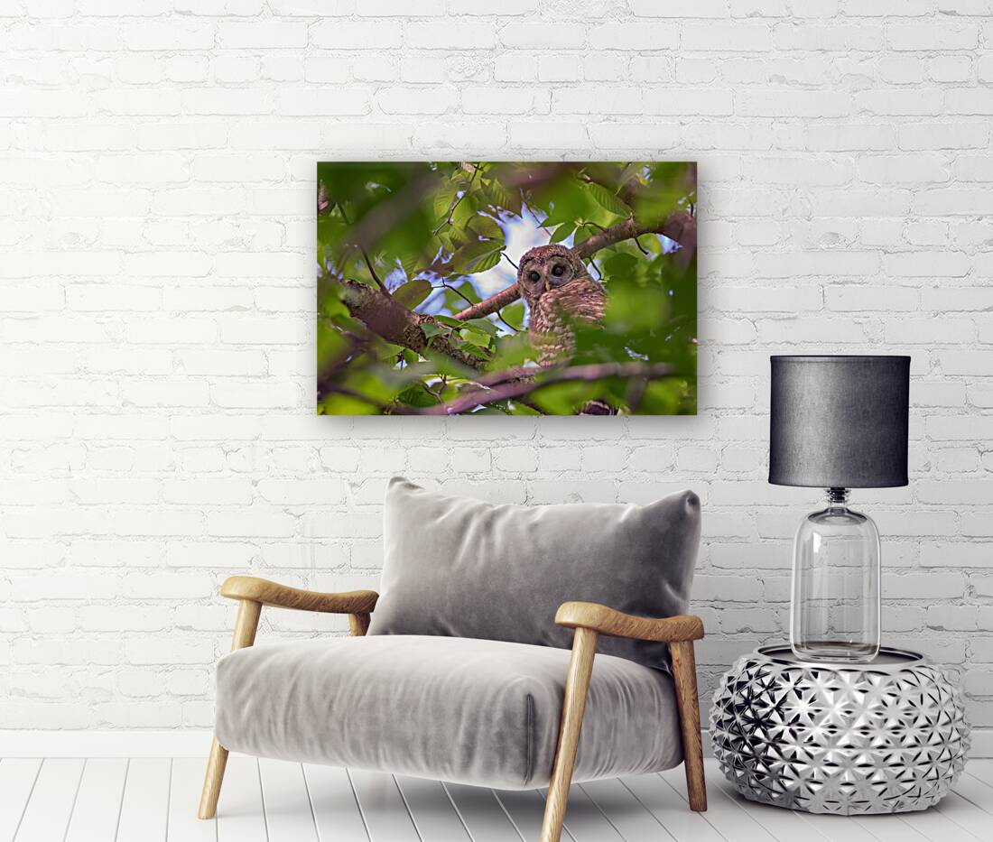 The Watcher Reproduction