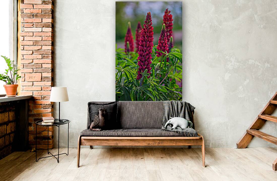 Gallery Red Lupines Reproduction