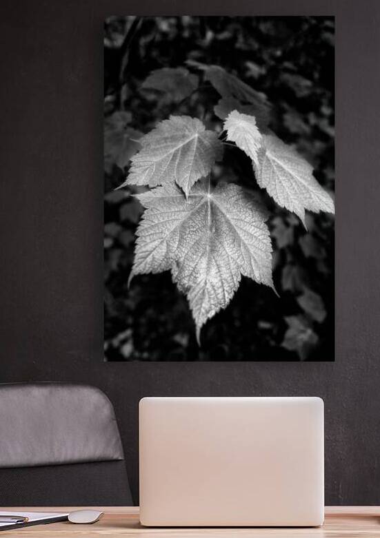 Mountain Maple Leaf by Rick Berk