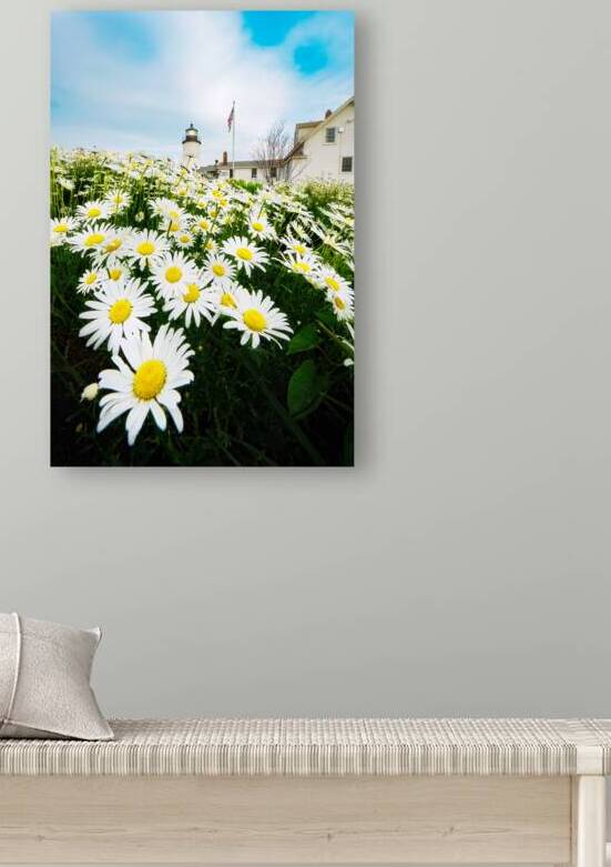 Daisies in Bloom at Pemaquid Point by Rick Berk