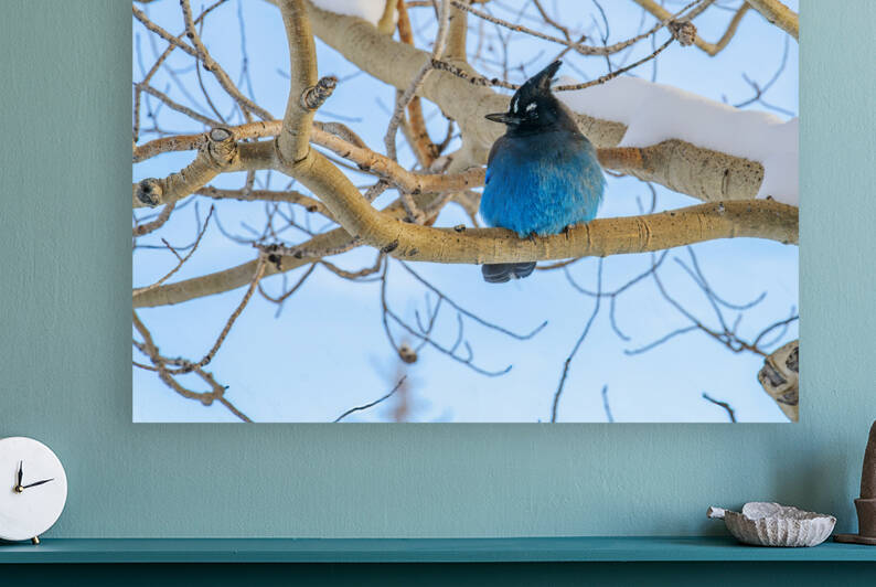 Stellers Jay in Winter by Rick Berk