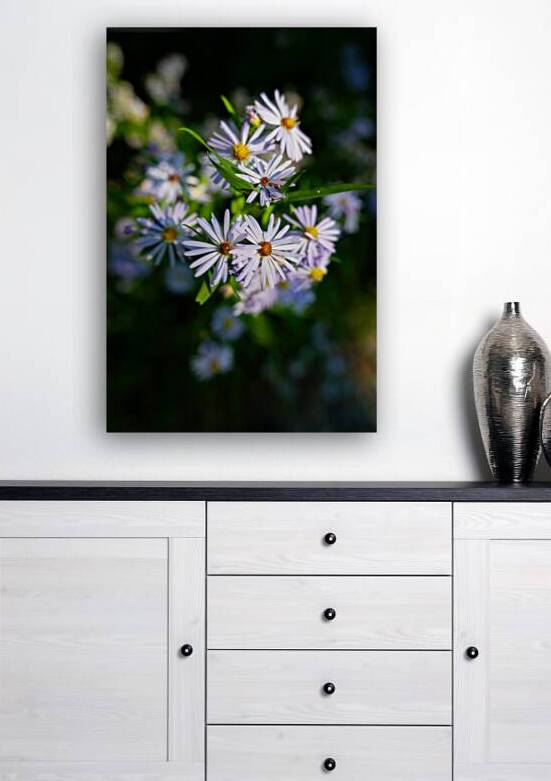 Smooth Aster by Rick Berk
