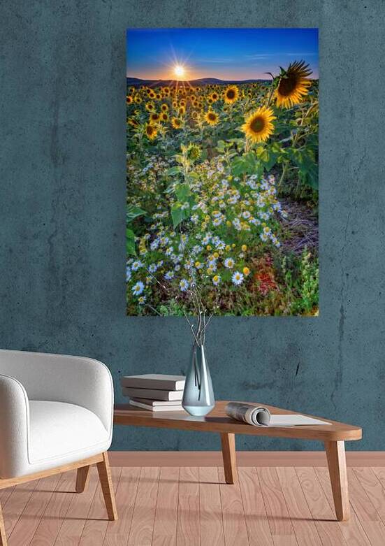 Sunflowers & Canary Island Marguerites by Rick Berk