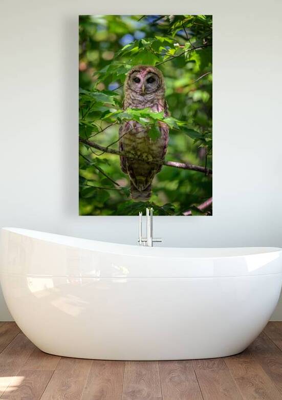 Juvenile Barred Owl by Rick Berk