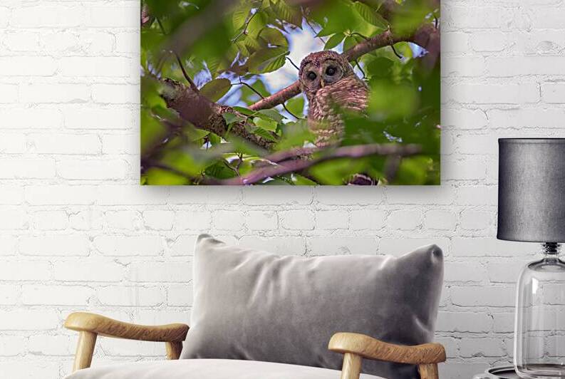 The Watcher by Rick Berk
