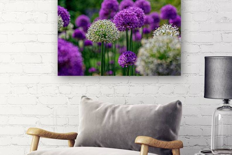 Allium in the Garden by Rick Berk