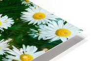 Blossoming Beauty HD Metal print