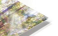 Oregon Redwoods HD Metal print