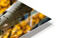 Aspenglow II HD Metal print