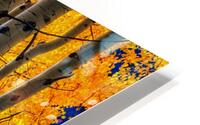Aspenglow IV HD Metal print