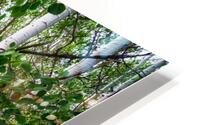 Aspens HD Metal print
