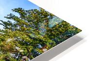 Imes Covered Bridge HD Metal print