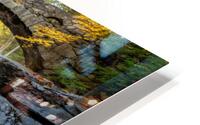 Vaughan Woods HD Metal print