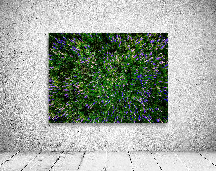Lupine Kaleidoscope Wall Preview