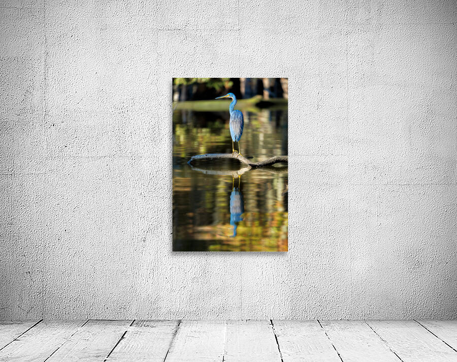 Am I Blue Wall Preview