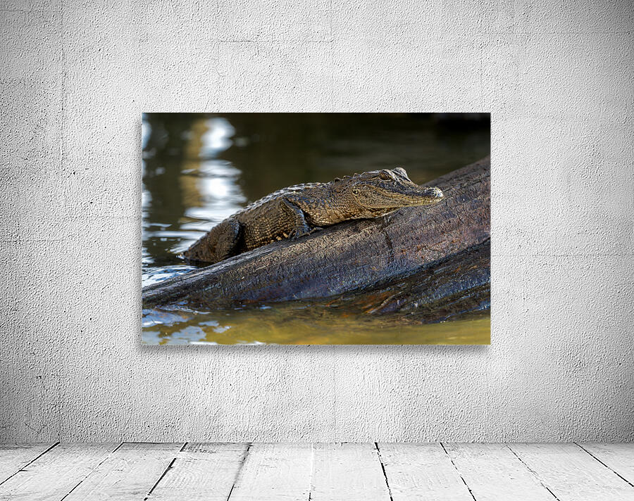 American Alligator Wall Preview