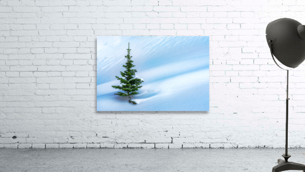 Lone Pine Wall Preview