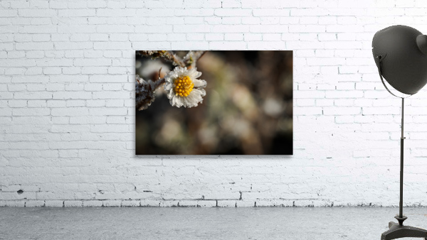Frosty Wild Aster Wall Preview
