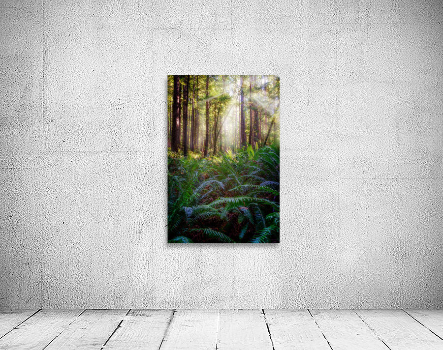 Oregon Redwoods Wall Preview