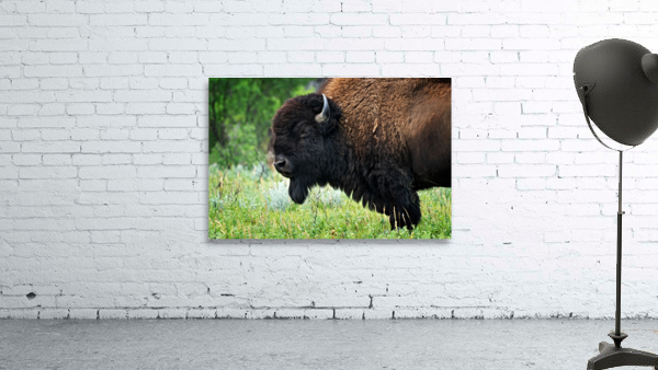 American Bison Wall Preview