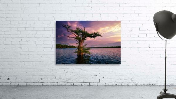 Bayou Twilight Wall Preview