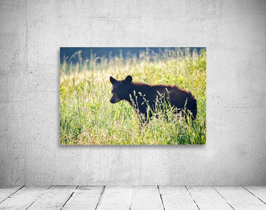 Black Bear Cub Wall Preview