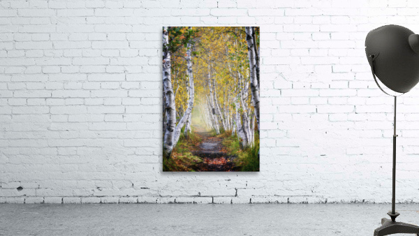 Jesup Path Wall Preview