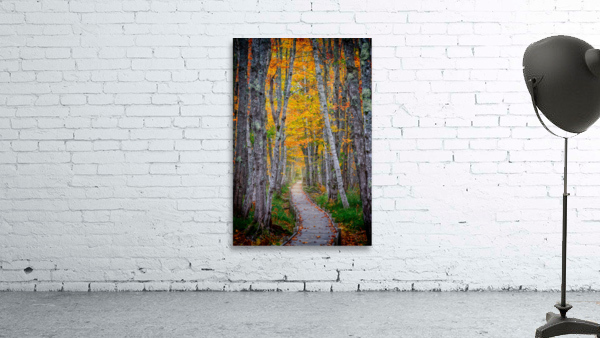 Jesup Path II Wall Preview