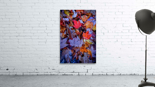 Wet Leaves Wall Preview