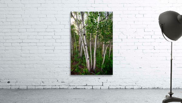 Aspens Wall Preview