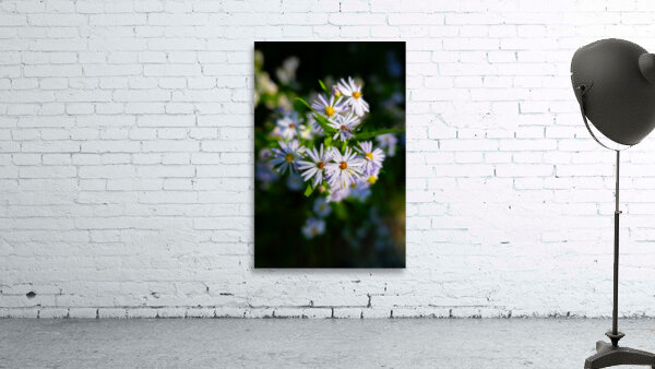 Smooth Aster Wall Preview