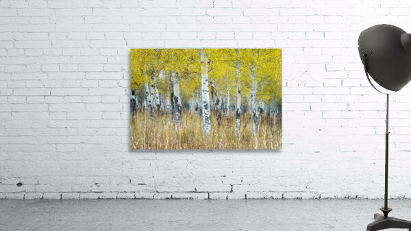 Aspens Wall Preview