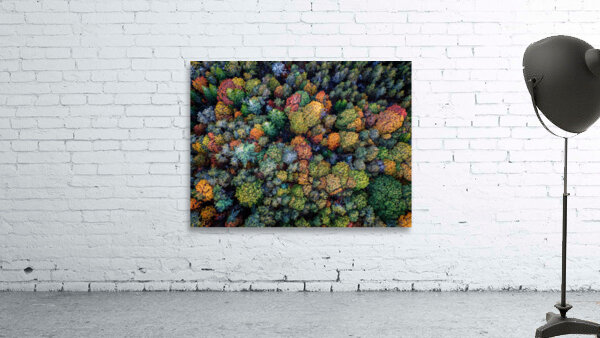 Autumn Canopy Wall Preview