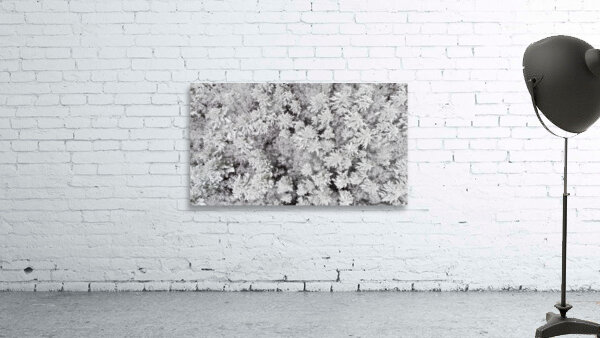 First Snow Wall Preview