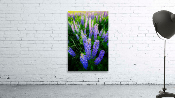 Lupines Wall Preview